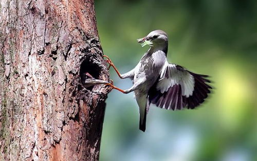 啄木鳥撞上高壓線，網(wǎng)友戲稱“血條消失術(shù)” 電纜安全警示引熱議